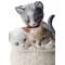 Статуэтка "Любопытные котята" Lladro 01008693