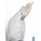 Крючок настенный "Попугай" Lladro 01007853