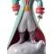 Статуэтка "Маленький принц" Lladro 01009279