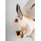 Статуэтка "Белка" Lladro 01009726